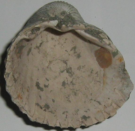 Cerastoderma edule  (L., 1758) - Pliocene - Toscana